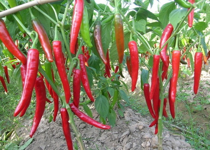 蔬菜种子、种苗-蔬菜种子 <em>辣妹子</em>尖椒 红辣椒 