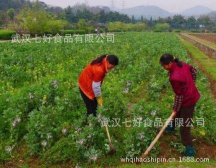 干果炒货类-厂家批发 KTV休闲小零食兰花豆 4