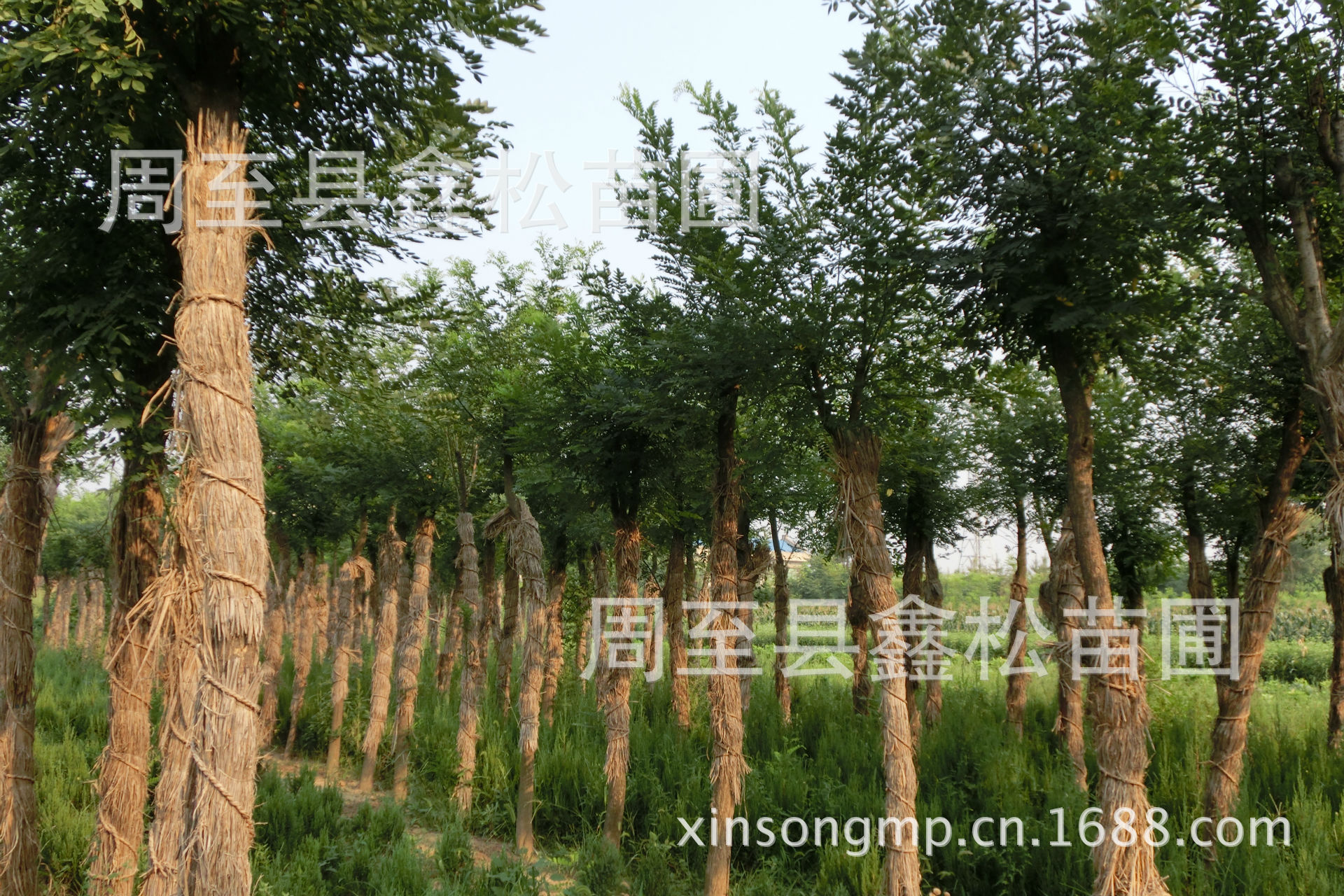 乔木-供应银杏树\/农户常年繁育优质陕西银杏树