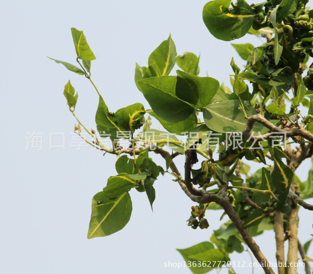 低价促销》绿化苗木金脉刺桐(袋苗)