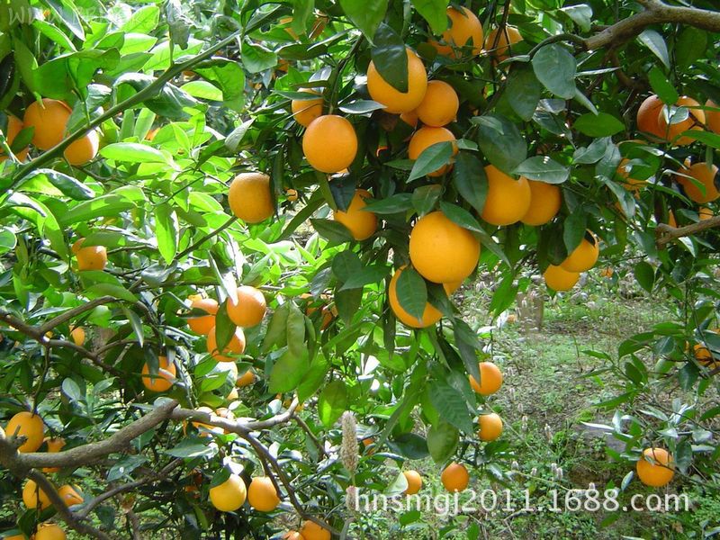 鲜水果-湖南常德石门秀坪大量批发供应早熟蜜