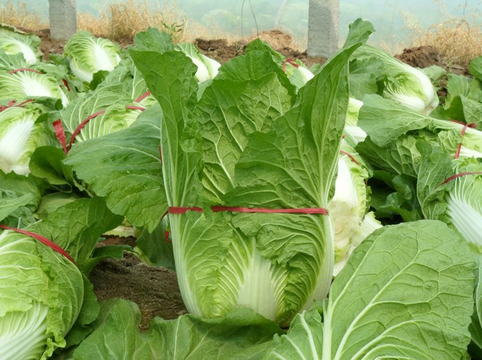 种苗-蔬菜种子 高寒地白菜 进口结球大白菜 适