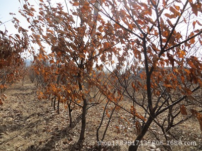 果树-山东板栗苗批发基地 最新板栗树苗价格 祥