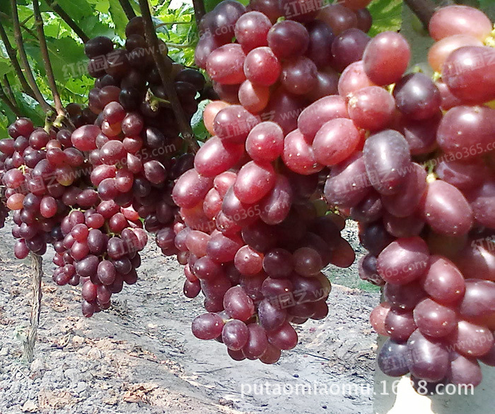 【【温克葡萄苗基地】供应批发温克葡萄苗 价