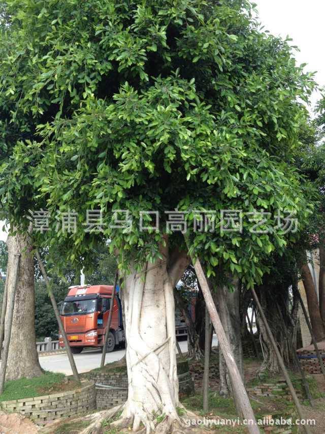 乔木-供应南方绿化树种小叶榕 福建漳州高丽园