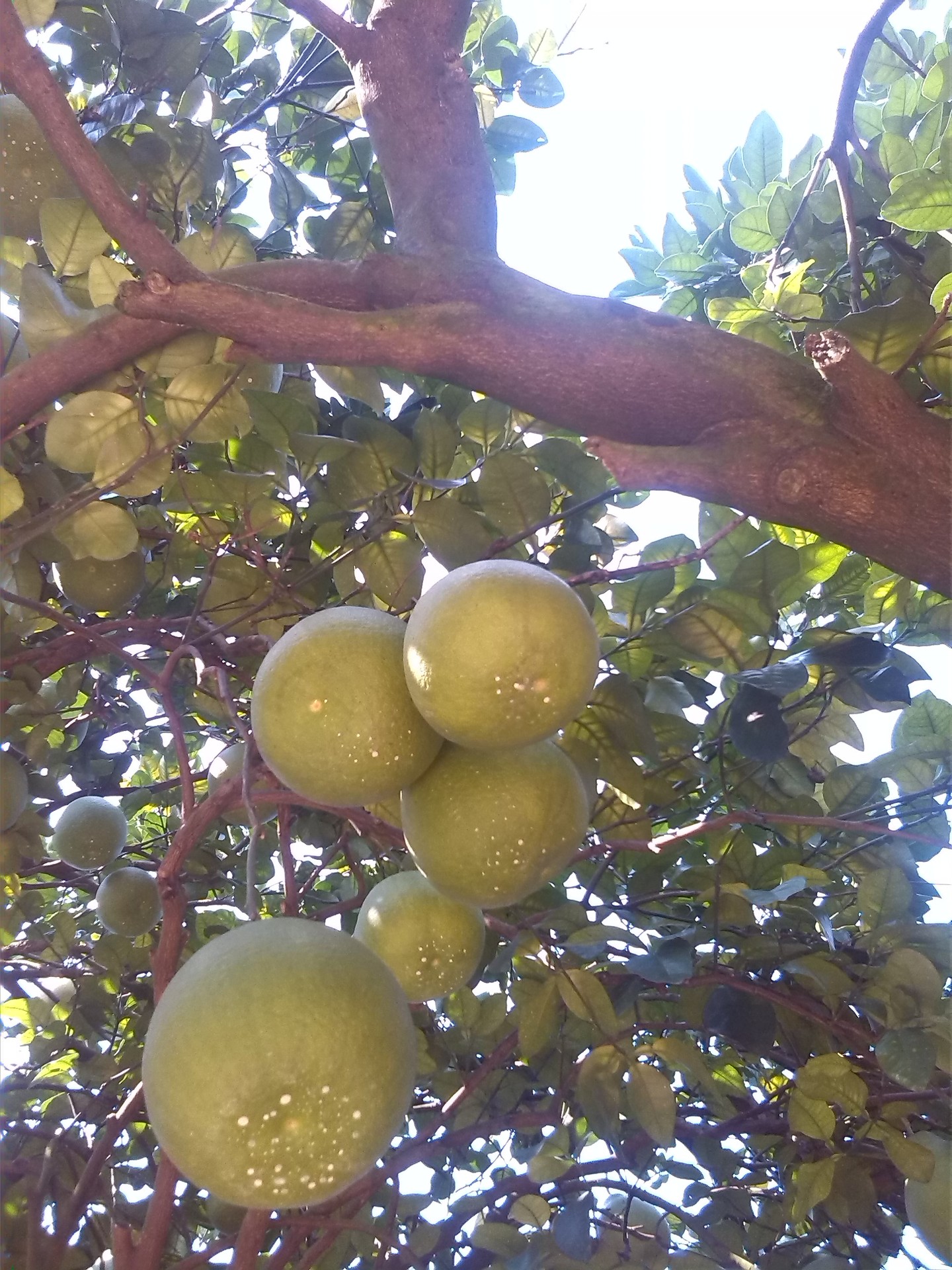 50年的沙田柚树