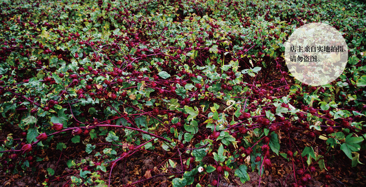花果茶-2013年新品 云南洛神花 玫瑰茄 花果茶