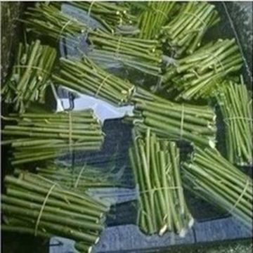 柳树苗-出售一年生小柳树苗--阿里巴巴采购平台