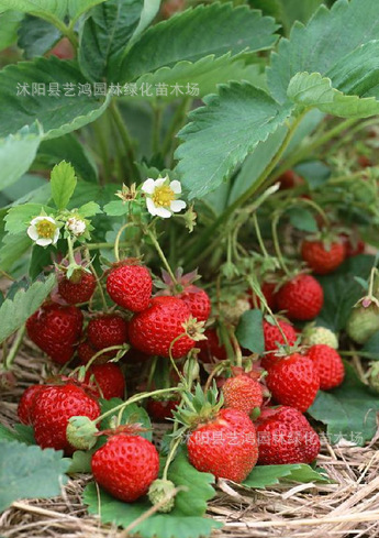 果树-直销优质桑葚苗 果树苗 补肝益肾 桑葚树