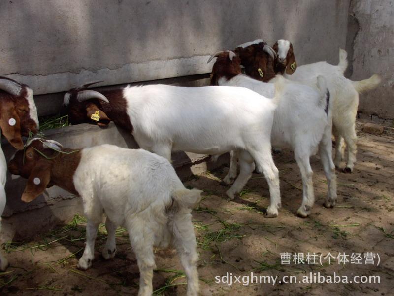 羊-黑头杜泊绵羊价格 养殖一年的利润是多少 -