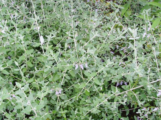 【水果兰 灌从 唇形科 木本植物,常绿乔木类】价格,厂家,图片,其他园艺花卉,杭州萧山臻观绿化园艺场-马可波罗网