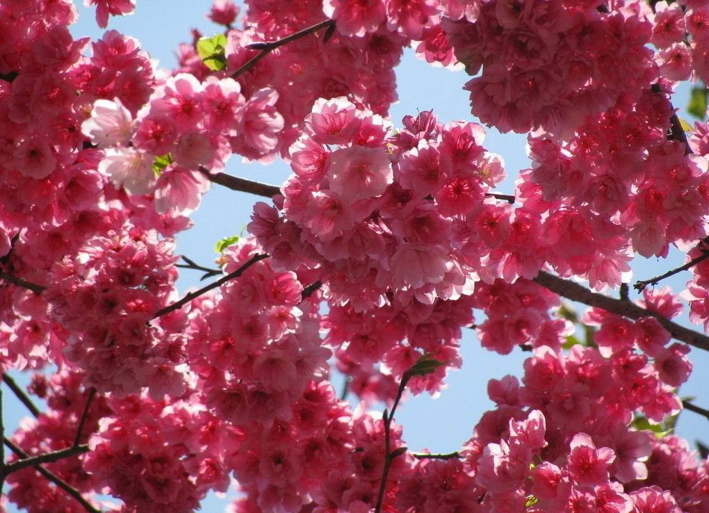 大量供应樱花树/樱花苗/日本樱花/日本樱花苗