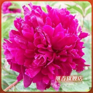 【黑芍药】黑芍药价格\/图片_黑芍药批发\/采购