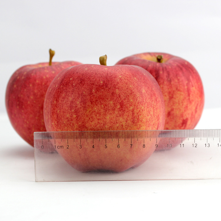 【新鲜进口水果 世界一号 特大级苹果 圣诞果 平