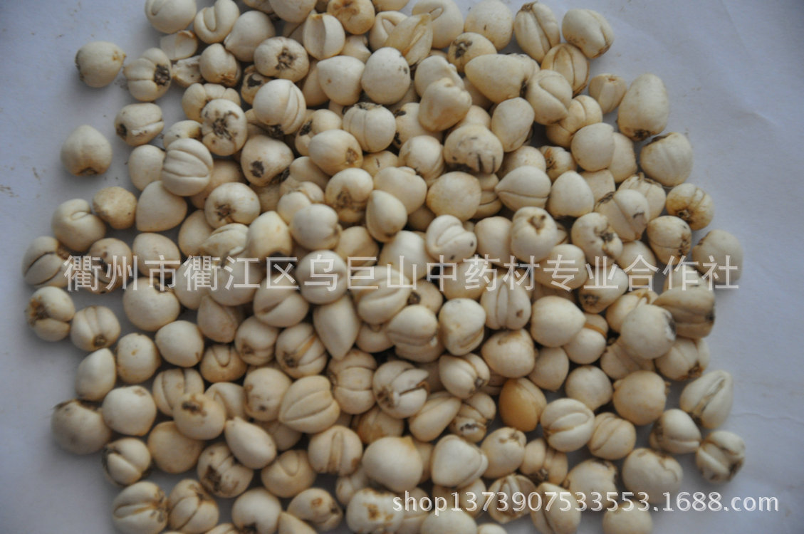 【厂家直销 乌巨野生天然正品川贝 各种优质中