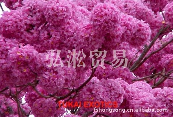 紫花风铃木种子