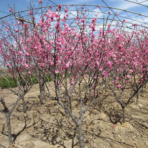 乔木-北京出售绿化苗木榆叶梅 树苗送货上门保