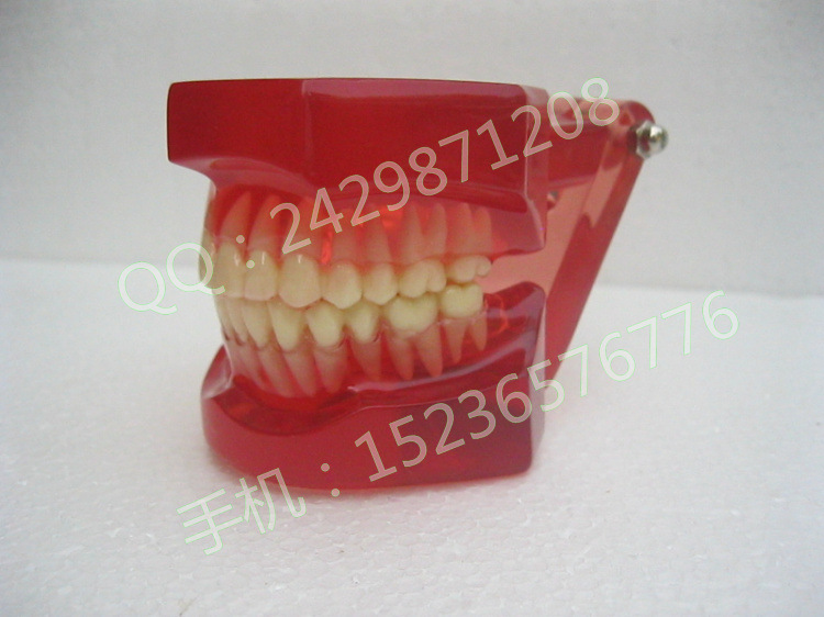 牙科材料 透明水晶成人标准牙齿模型 医学 口腔模型