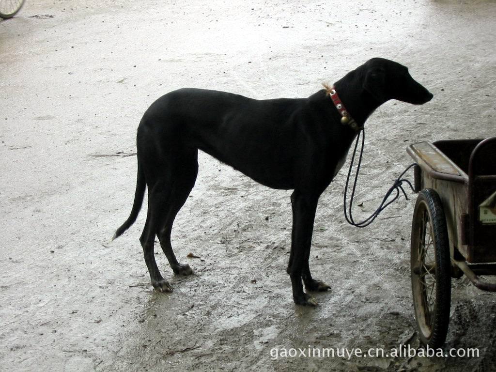 成年格力犬.灵缇犬.细犬.惠比特犬纯种优质在山东高鑫