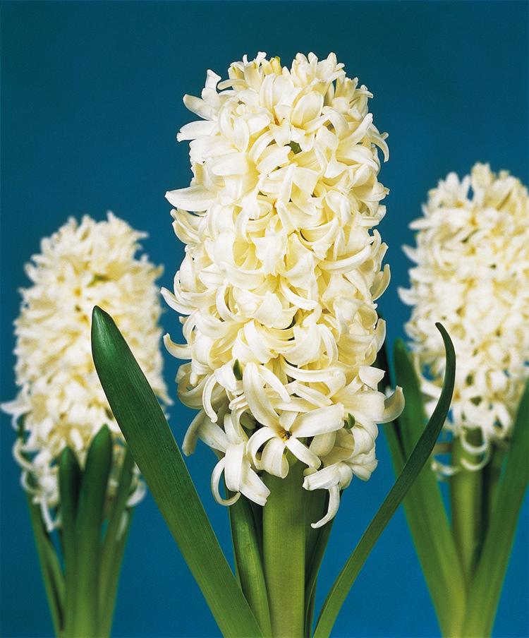 【绿尔种球 白珍珠 风信子种球 白色 进口种球】价格,厂家,图片,花卉种子种苗,北京绿尔农业科技开发有限公司-马可波罗网