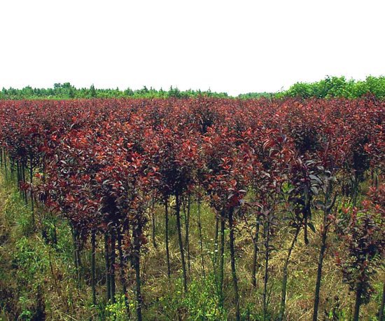 【红叶李 绿化苗木 灌木 红紫色的叶子 2年苗 风