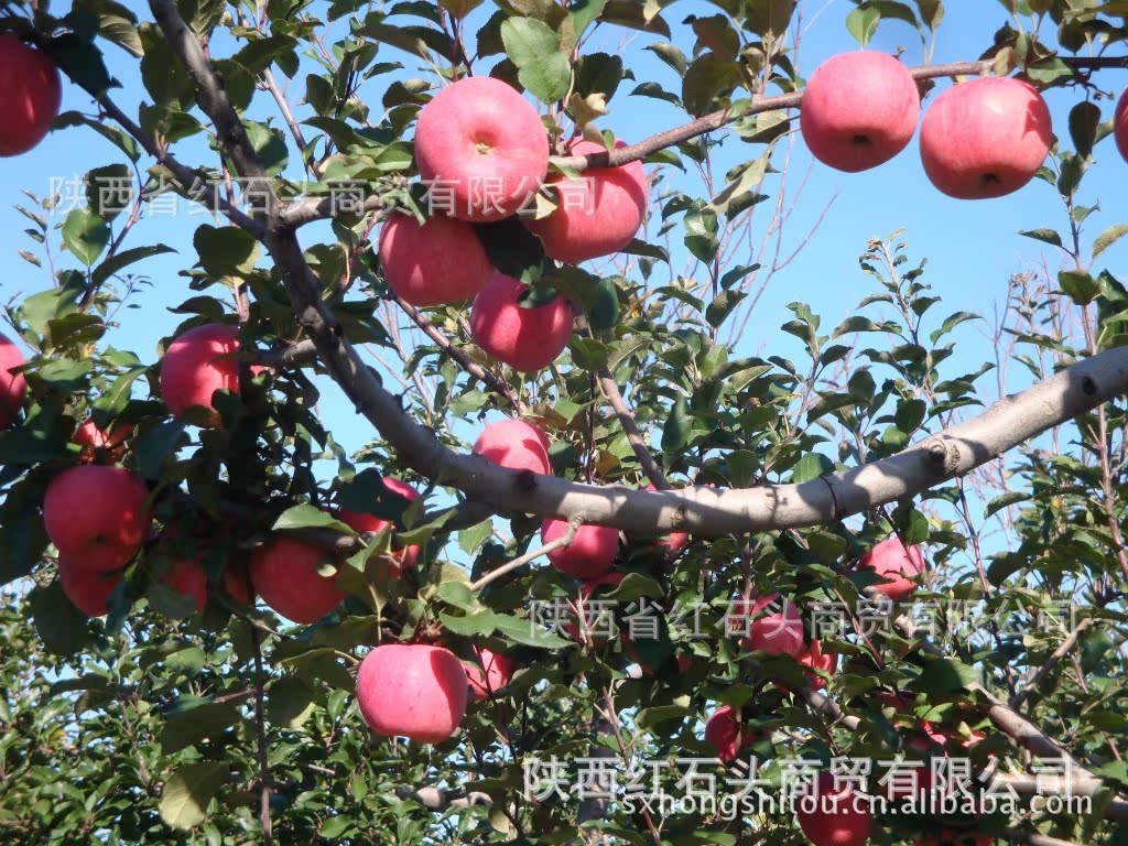 重庆纯天然农家苹果蜜可以润肠道东北黑蜂产品图片高清大图