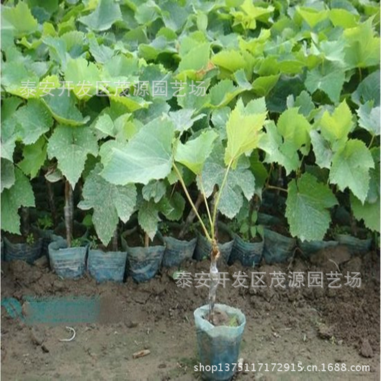 早熟葡萄苗批发晚熟葡萄品种出售无核王葡萄苗
