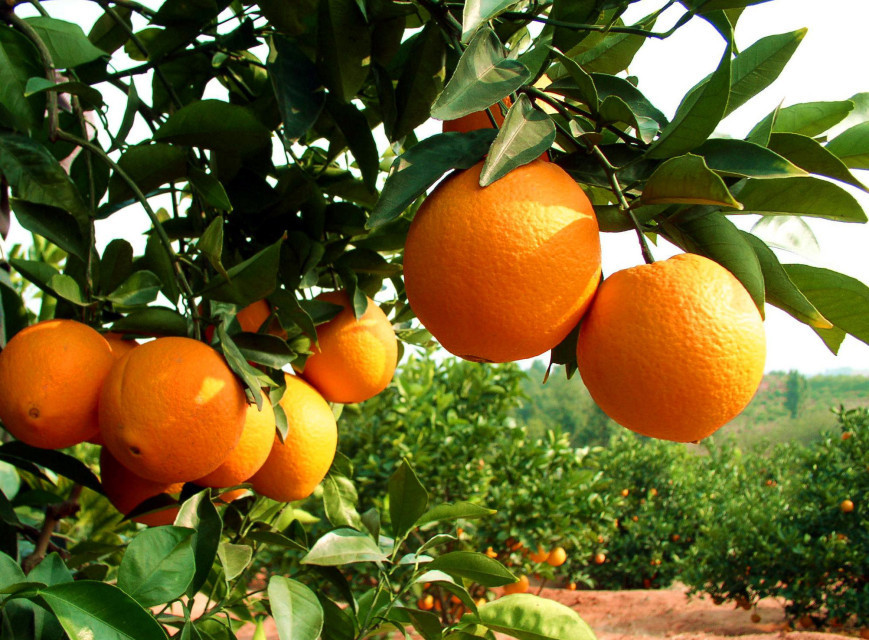 【广西桂脐橙,农家自种植脐橙,可直接果园采购