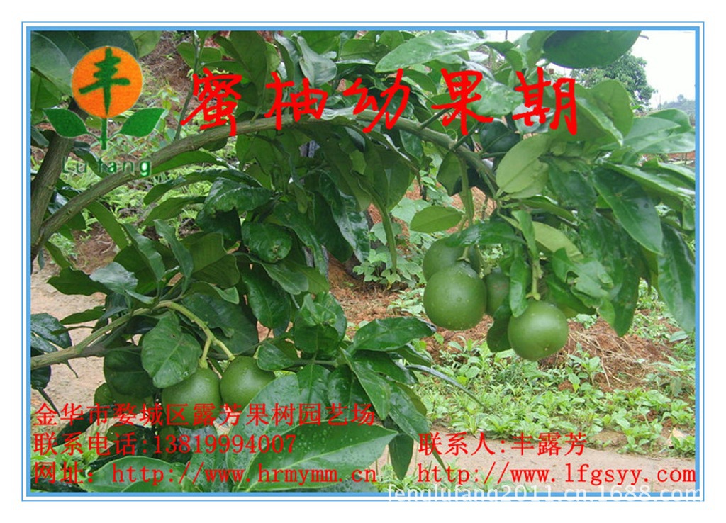 红肉蜜柚苗