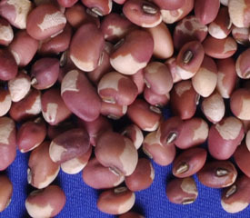 【供应【优质】花豇豆,厂家直销 欢迎选购】价