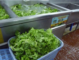 食堂专用洗菜机|去泥沙除虫洗菜机|翻浪式洗菜机