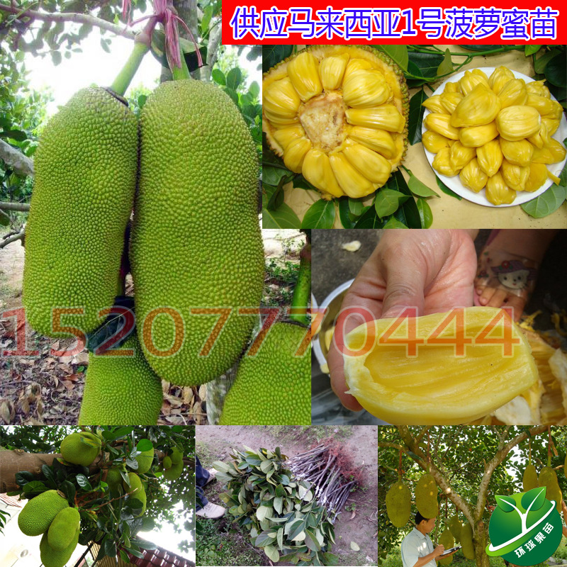 【马来西亚1号菠萝蜜苗】树菠萝 马来西亚菠萝蜜 正宗品种超高产