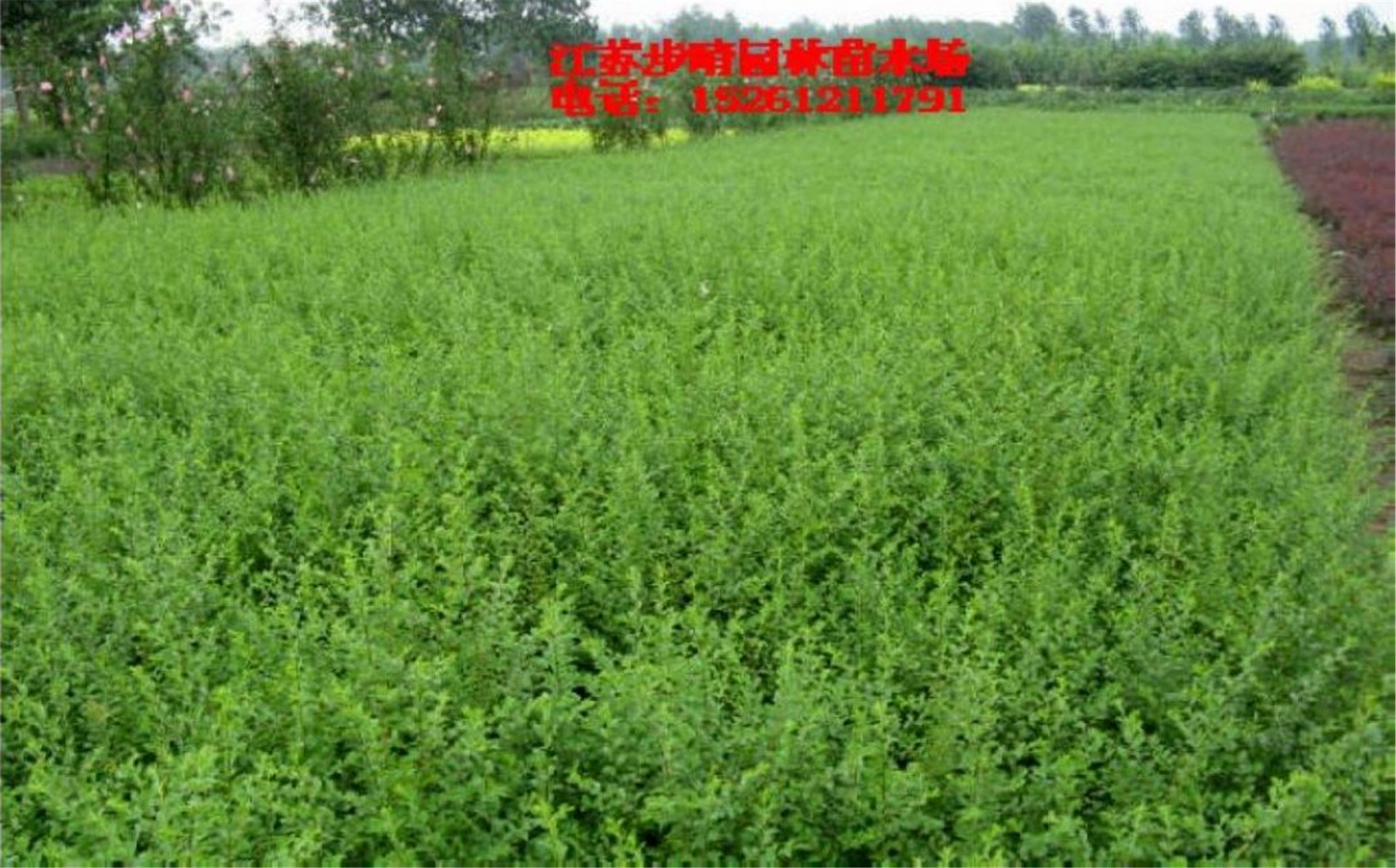 灌木-供应<em>小叶女贞苗</em> 水蜡球特价<em>批发</em> 金叶女贞