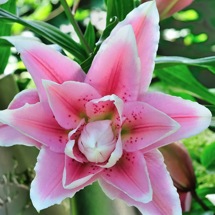 【绿尔进口重瓣百合种球 纳塔利亚 粉色 荷兰 2014年预定 东方系列】价格,厂家,图片,花卉种子种苗,北京绿尔农业科技开发有限公司-马可波罗网