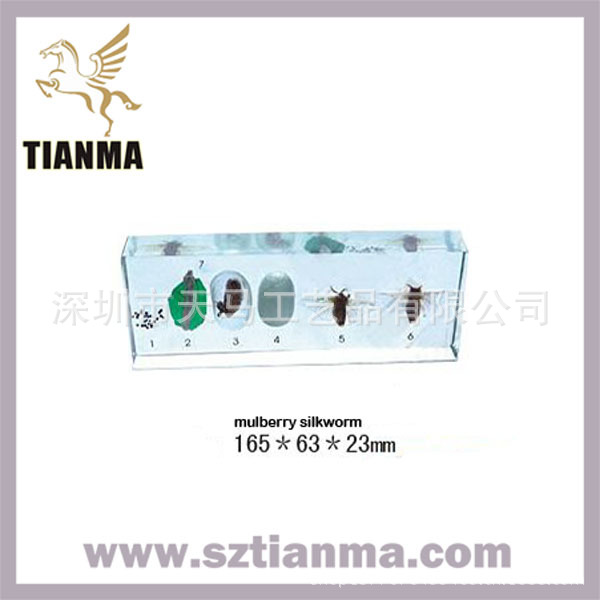 resinic-insect-lifecycle-speci