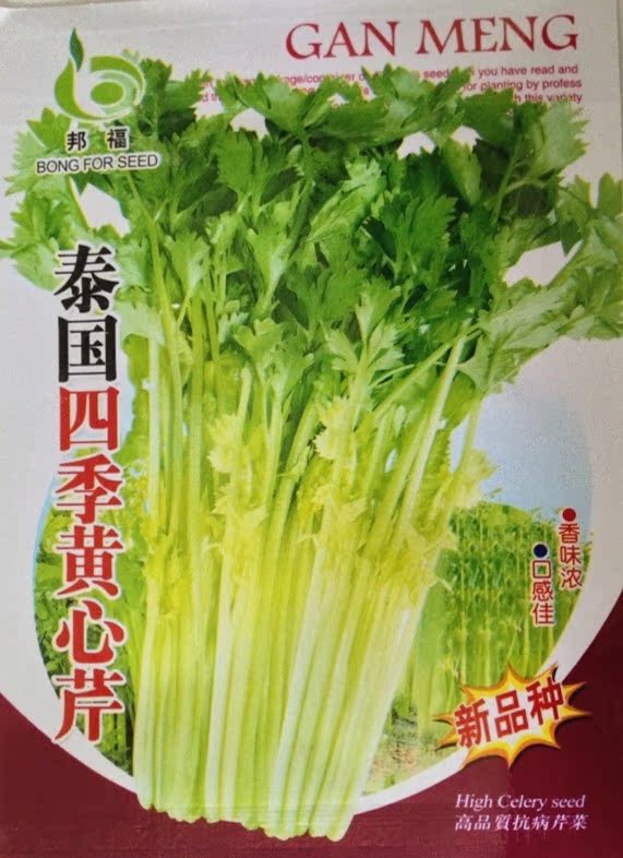 蔬菜种子 泰国四季黄心芹菜 香芹 芹菜 香味浓高产抗热耐寒 5g/包