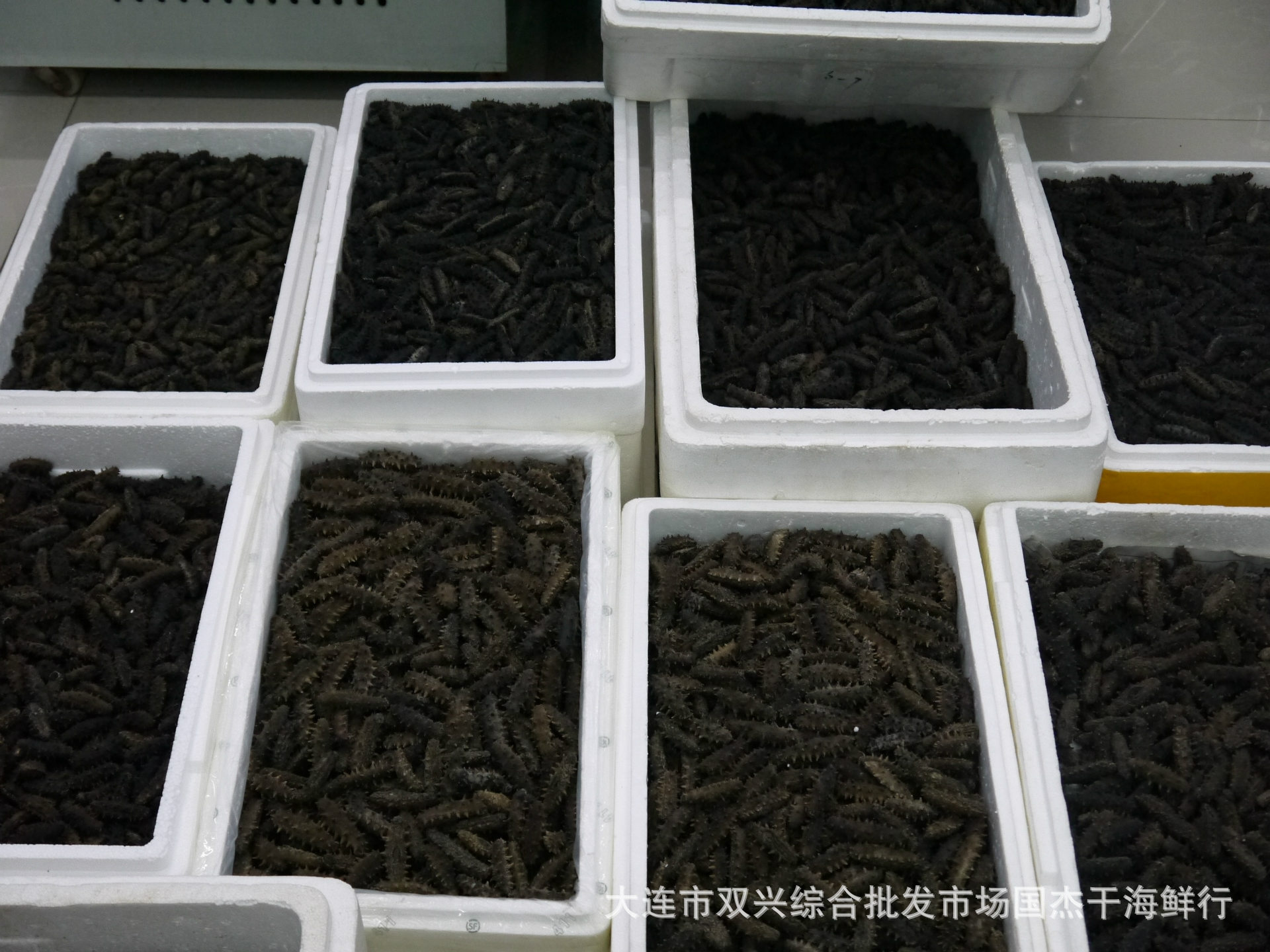 干制水产品-长期批发大连干海参,1盒1斤,特价1