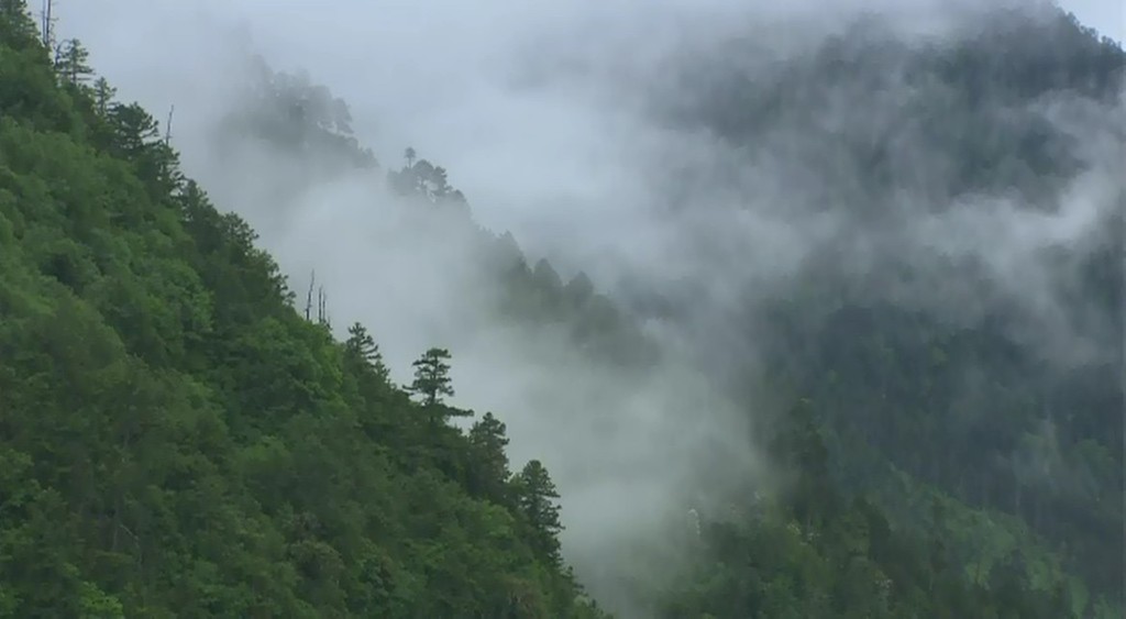 供应2012年春秋合并茶 缅甸高山云雾 千年野生