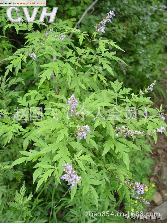 大量供应:五指枫--别名黄荆条
