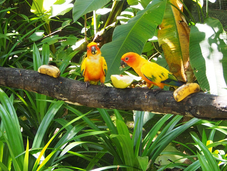 【虎皮 牡丹 玄凤 金太阳 折衷鹦鹉 非洲灰鹦鹉