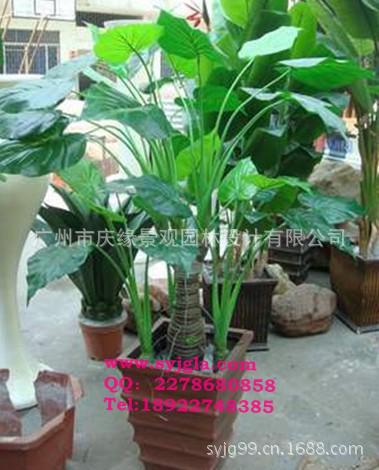 尖嘴芋4叉杆36叶1.2m高