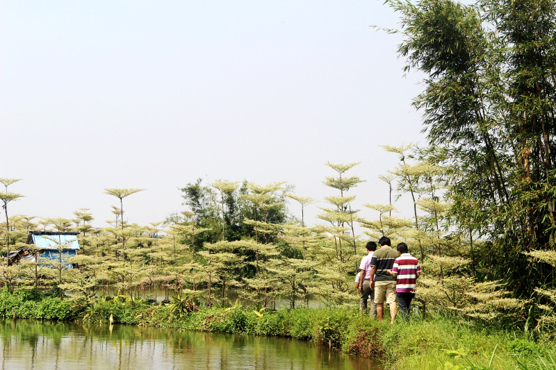 锦叶榄仁,斑叶榄仁广东最具前景的行道树优质