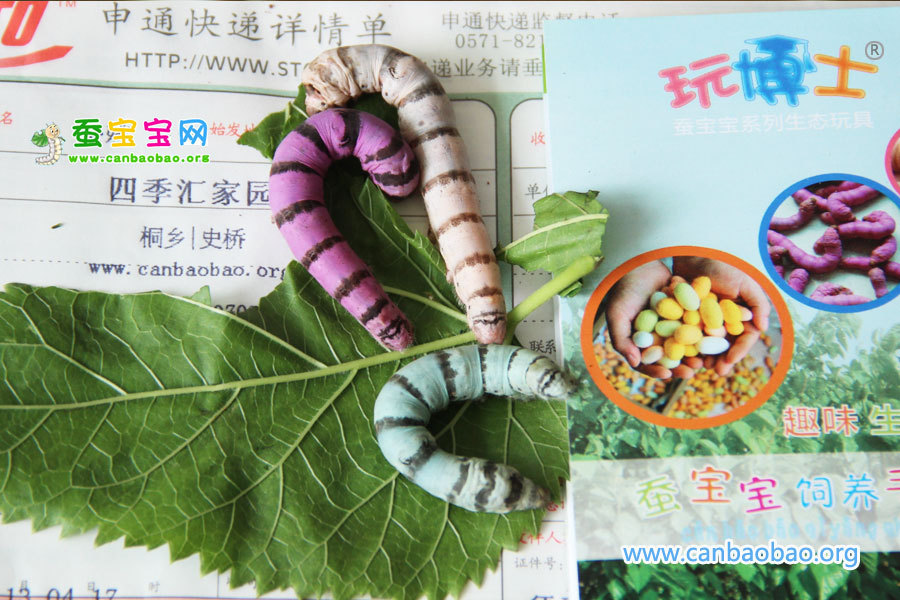 斑马蚕,彩色的斑纹蚕宝宝,新奇蚕宝宝宝图片