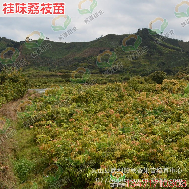 【批发桂味荔枝苗 (果树苗木果苗)】价格,厂家