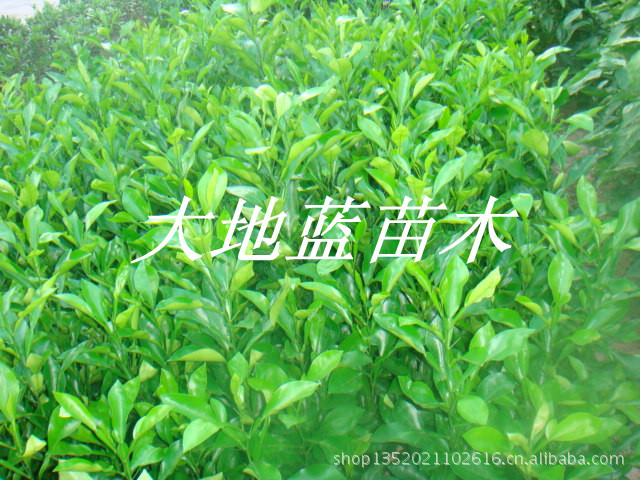 香橼树2013年价格天猫大地蓝苗木137738132