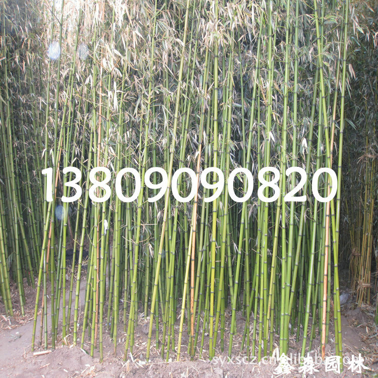 观赏竹子 (291)
