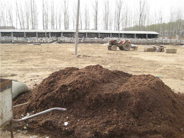 旺青发酵羊粪,海南文昌凤梨种植有机肥,改善土