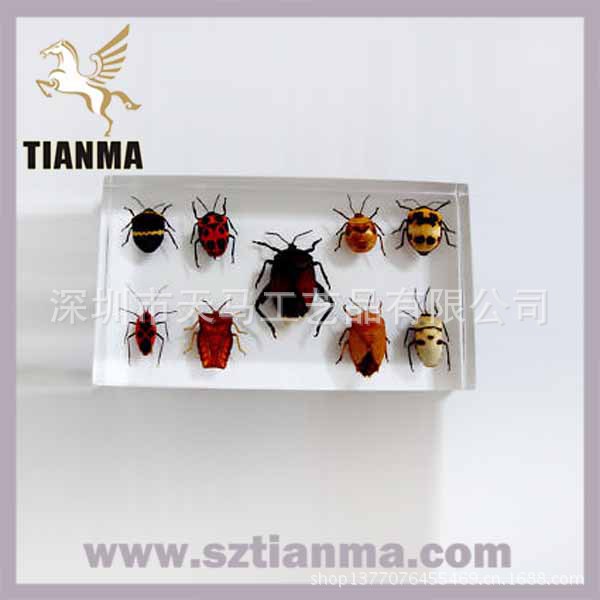 25325-Wholesale-Real-Insect-Co
