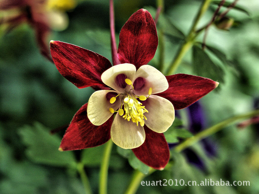 【进口花种 耧斗菜花种子 盆栽苗圃种植 折纸系