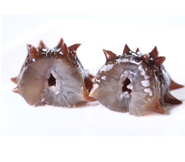 【富洋岛 即食海参 鲜活海刺参\/厂家批发\/产地直